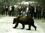 В Корякии медведь пробрался на территорию сельской больницы В Корякии медведь пробрался на территорию сельской больницы