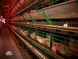 Сибирские птицы выработали антитела, поборовшие птичий грипп Сибирские птицы выработали антитела, поборовшие птичий грипп