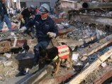 Американская компания намерена клонировать собаку, участвовавшую в спасательной операции после терактов 11 сентября 2001 года
