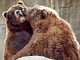 В зоопарке Николаева нетрезвого посетителя разодрали медведи