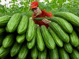 Евросоюз начинает борьбу с курьезными стандартами, которые сам же и установил: длина презерватива и изгиб огурца Евросоюз начинает борьбу с курьезными стандартами, которые сам же и установил: длина презерватива и изгиб огурца