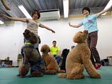 "Собачий вальс": животные в Японии берут уроки танцев вместе с хозяевами
