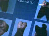 СКП РФ: обнаруженные в 2007 году под Екатеринбургом останки принадлежат цесаревичу Алексею и великой княжне Марии СКП РФ: обнаруженные в 2007 году под Екатеринбургом останки принадлежат цесаревичу Алексею и великой княжне Марии