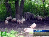 Свиньям в Северной Осетии грозит тотальный убой. Ветеринары знают только этот способ прекратить эпидемию африканской чумы