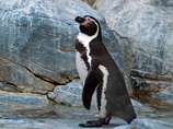Пингвинов все чаще выбрасывает в Бразилию: их находят даже в субэкваториальных широтах 