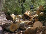 Этот закон увеличивает штрафы и сроки лишения свободы за незаконную рубку лесных насаждений
