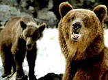 На Камчатке 30 голодных медведей загрызли двух человек. Зверей лишили питания браконьеры