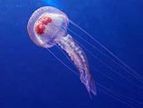 На Средиземном море принимает угрожающие размеры призрак стай медуз, из-за которых рушится отдых тысяч туристов