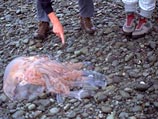 Средиземное море переживает нашествие ядовитых медуз: власти борются с ними сетями и "пылесосами" Средиземное море переживает нашествие ядовитых медуз: власти борются с ними сетями и "пылесосами"