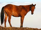 Купание коня в поселке под Петербургом закончилось гибелью его хозяина. 