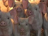 Падежи свиней произошли в хозяйствах поселка Черноречье. Всего пало около 200 свиней. Специалисты Россельхознадзора взяли у них пробы, исследование которых подтвердило диагноз "африканская чума". 