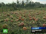 На черноморском побережье Кубани объявлено штормовое предупреждение. Район сильно побило градом На черноморском побережье Кубани объявлено штормовое предупреждение. Район сильно побило градом
