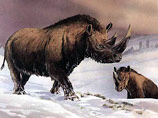 Носороги вымерли на Урале гораздо позже, чем предполагалось: около 9 тысяч лет назад