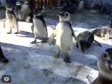 В жаркой Бразилии продолжается нашествие унесенных течением пингвинов: жители разбирают их по домам