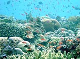 Ученые: Мировой океан задыхается от парниковых газов - это ведет к массовой гибели морских организмов