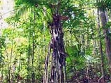 Ученые изучали бертамовые пальмы Eugeissona tristis и обнаружили, что некоторые животные питаются нектаром этих растений