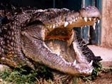 В Свердловской области мужчина посетил "Мир тропиков": его покусал крокодил