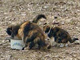 В дальневосточном поселке суд запретил женщине кормить бездомных кошек В дальневосточном поселке суд запретил женщине кормить бездомных кошек