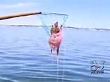 Атлантическое побережье США в районе Нью-Йорка оккупировали полчища ядовитых медуз