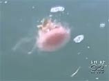 Атлантическое побережье США в районе Нью-Йорка оккупировали полчища ядовитых медуз