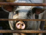 Вирус африканской чумы, убивший тысячи свиней в российских регионах, может перейти на людей Вирус африканской чумы, убивший тысячи свиней в российских регионах, может перейти на людей