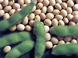 Продукты из сои могут повлиять на репродуктивную функцию женщины, установили ученые из США Продукты из сои могут повлиять на репродуктивную функцию женщины, установили ученые из США