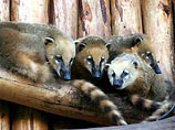 Казахская прокуратура выгнала 10-летнего участника реалити-шоу "Люди и звери" из клетки с енотами Казахская прокуратура выгнала 10-летнего участника реалити-шоу "Люди и звери" из клетки с енотами