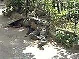 Медведев: Россия принимает "адекватные меры" для прекращения насилия в Южной Осетии Медведев: Россия принимает "адекватные меры" для прекращения насилия в Южной Осетии