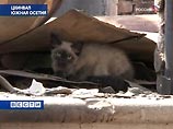 В Цхинвали затишье. Всю прошедшую ночь
шел бой за господствующие над городом высоты В Цхинвали затишье. Всю прошедшую ночь
шел бой за господствующие над городом высоты
