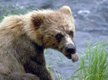 В Красноярском крае турист пострадал от медведя, пытаясь отнять у него свою еду