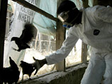 Первая вспышка эпидемии гриппа была зафиксирована в июле этого года на птицефермах Нигерии