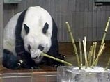 Китай преподнес "непризнанной" провинции двух гигантских панд как символ мира и единства