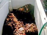 Ученые снова опровергли миф о снежном человеке: ДНК принадлежит опоссуму Ученые снова опровергли миф о снежном человеке: ДНК принадлежит опоссуму
