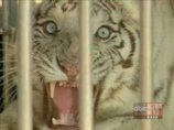 Во Флориде пойманы бенгальский тигр и лев, бежавшие из вольеров во время шторма "Фэй"