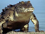 Когда Рубель Шейх вошел в пруд, один из пяти живущих там крокодилов неожиданно бросился на него и утащил на глубину