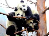 Землетрясение в Сычуани спровоцировало бэби-бум у гигантских панд