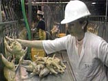 Россия может резко снизить импорт курятины из США, намекнули в Минсельхозе РФ Россия может резко снизить импорт курятины из США, намекнули в Минсельхозе РФ