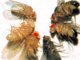 Ученые разгадали тайну "неуязвимости" мух &#8211; они могут предвидеть опасность