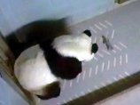 В зоопарке американского города Атланта (штат Джорджия) у гигантской панды Лун Лун родился детеныш