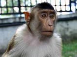 Краснодарские таможенники освободили 8 редких зеленых мартышек из лап контрабандистов Краснодарские таможенники освободили 8 редких зеленых мартышек из лап контрабандистов