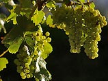 Урожай винограда в Грузии ожидается в полтора раза скромнее прошлогоднего: в 2008 году урожайность грузинских виноградников оценивается в пределах 130 тысяч тонн, что более чем на 100 тысяч тонн меньше, чем в прошлом году