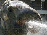 В Китае слона, которого браконьеры "подсадили" на героин, вылечили метадоном
