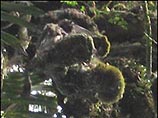 Якобы найденные в джунглях Папуа - Новой Гвинеи останки летчика эпохи Второй мировой войны оказались всего лишь покрытыми мхом ветками дерева