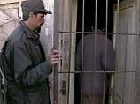 В Афганистане у пленного талиба найдены фотографии убитых французских военных В Афганистане у пленного талиба найдены фотографии убитых французских военных
