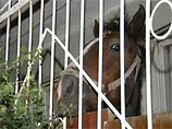 Хозяин коня Кузи, поселившегося на балконе в Казани, протрезвел и увез животное в деревню