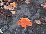 Британский ученый определил, почему осенью листья красные: деревья защищаются от вредителей