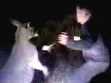 Зверское избиение кенгуру, находящегося в полуобморочном состоянии после ДТП, оказалось заснято на видео Зверское избиение кенгуру, находящегося в полуобморочном состоянии после ДТП, оказалось заснято на видео