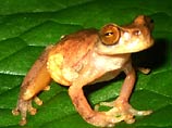 В заповеднике Коста-Рики найдена живая лягушка, которую считали давно вымершей