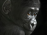 В Конго открывается первый центр реабилитации для горилл-сирот