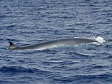 Неопознанная иностранная субмарина, которая неделю назад вторглась в территориальные воды Японии, на самом деле могла быть китом - полосатиком Брайда
